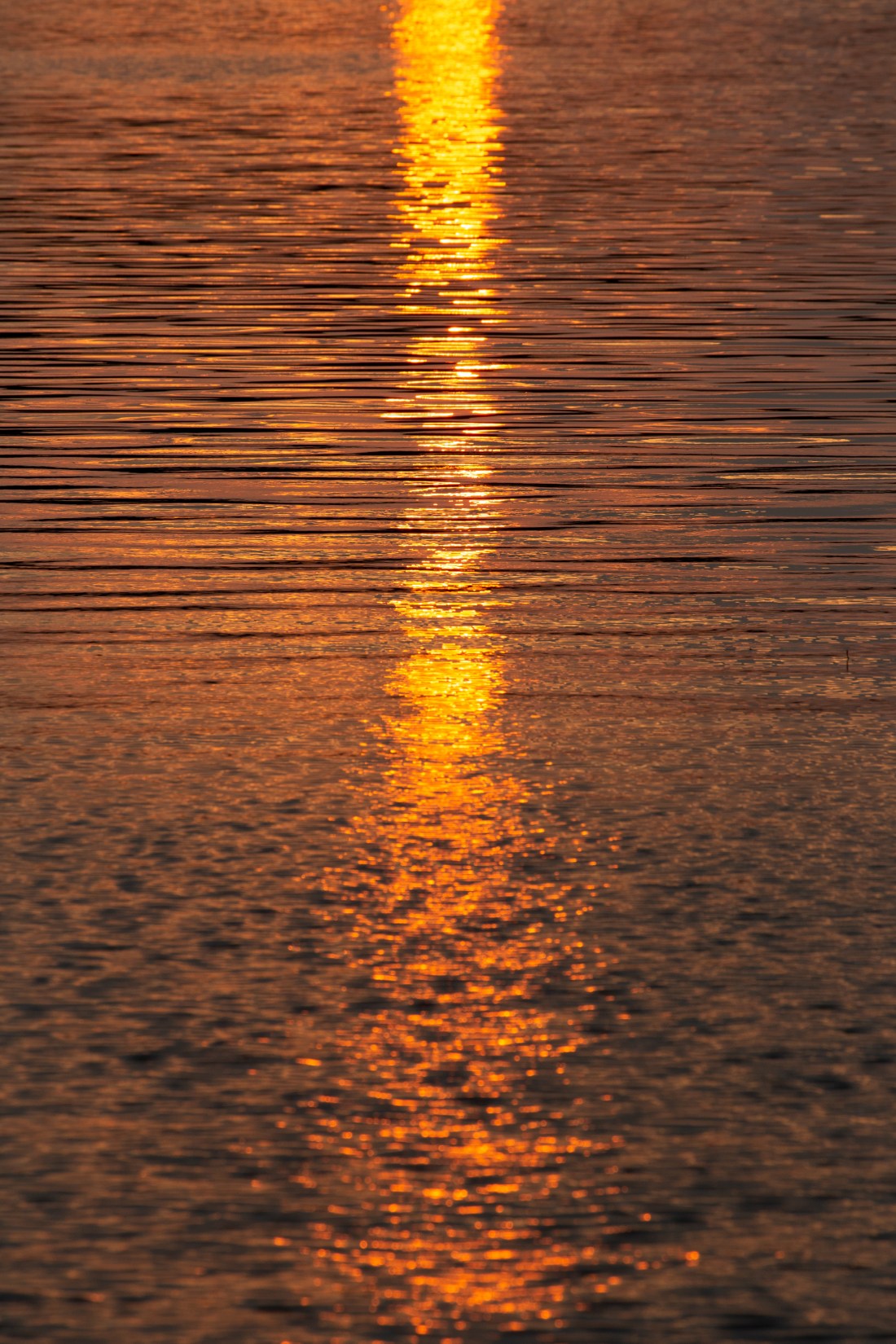 StockSnap_QANCDN4XE2